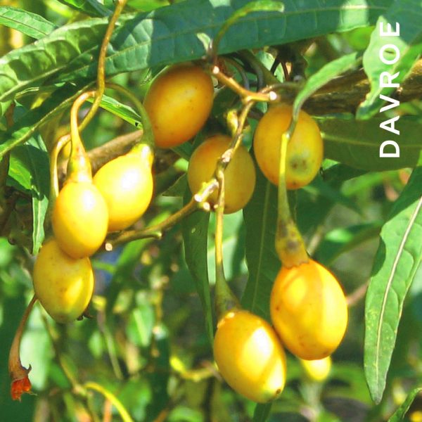 Scalp Remedy Conditioner - Image 3